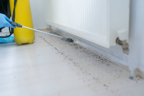 Best Termite Control Services  in Cumberland, IN